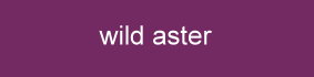 Farbe_wild-aster_giulia